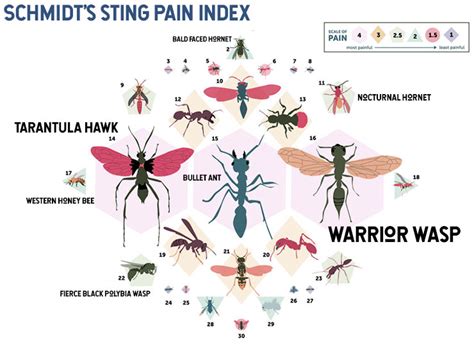 How Bad is the European Hornet Sting? - Untamed Science