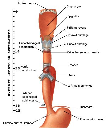 Anatomy of the Esophagus