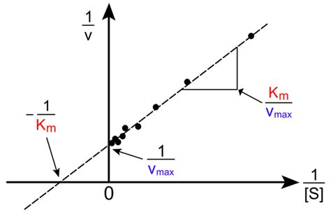 10.2: The Equations of Enzyme Kinetics - Chemistry LibreTexts