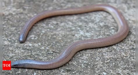 Rare, endangered legless lizard spotted for 4th time since 1917 in Odisha | Bhubaneswar News ...