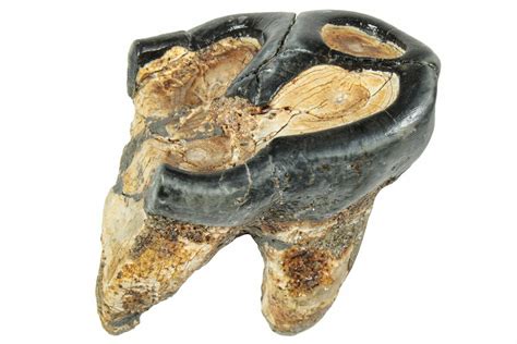 1.8" Rooted Fossil Desmostylus (Hippo-Like Animal) Molar - California ...