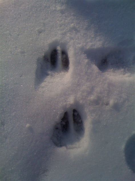 Deer tracks in the snow | Flickr - Photo Sharing!