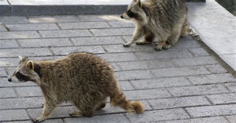 DOH extends west Tallahassee rabies alert after raccoon tests positive