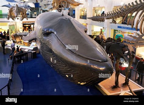 Museum of natural history whale hi-res stock photography and images - Alamy