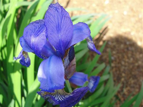 SOOOO MANY YEARS!: Iris - State Flower of Tennessee