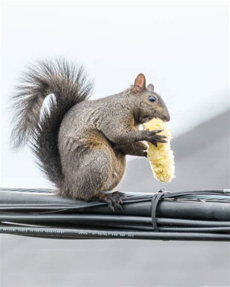 60+ Funny Squirrel Eating Corn Stock Photos, Pictures & Royalty-Free Images - iStock