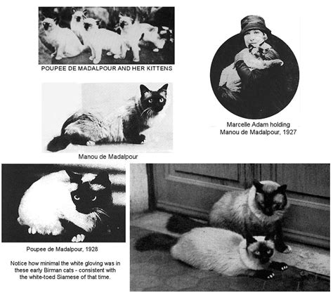 THE BIRMAN CAT – AN EARLY HISTORY