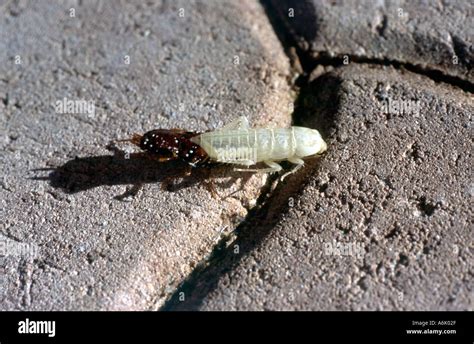 American cockroach molting it s skin Stock Photo - Alamy