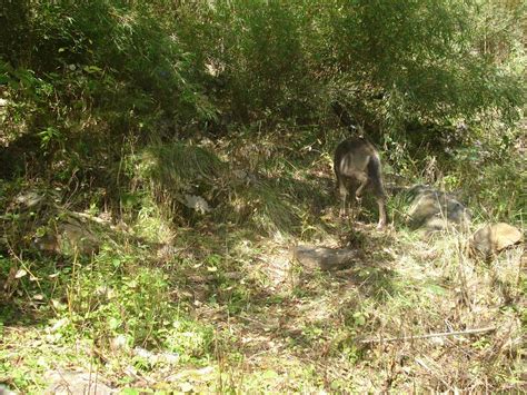 Himalayan Goral | This Himalayan Goral, Naemorhedus goral, w… | Flickr