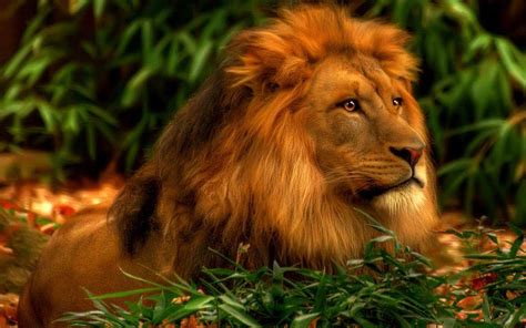 Lion Pictures Wallpapers - Wallpaper Cave