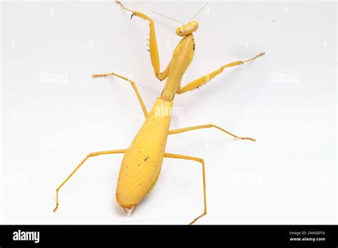 Giant Asian Yellow Praying Mantis (Hierodula membranacea) isolated on White background Stock ...