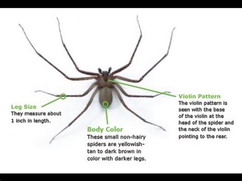 How To Identify a Brown Recluse Spider - YouTube