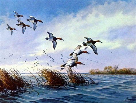 David Maass Ducks Flying Low Art Print 9.5" x 7.25" | eBay