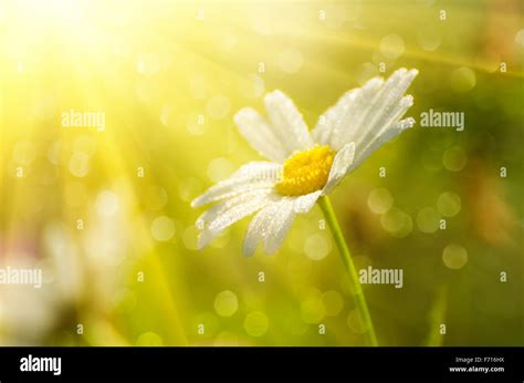 Wild camomile flowers Stock Photo - Alamy