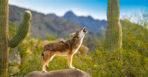 Coyote Size: How Big Do Coyotes Get? - IMP WORLD