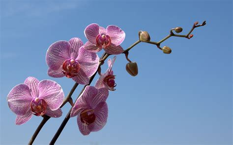 Free Orchid Wallpaper - WallpaperSafari