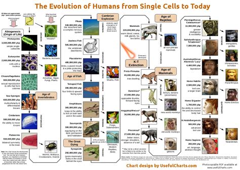 Human evolution from single cells | Human evolution, Evolution, History ...