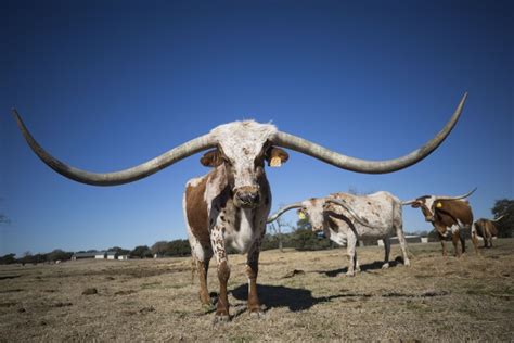 A $380,000 Longhorn? A Look At The Never-Ending Race For The Biggest ...