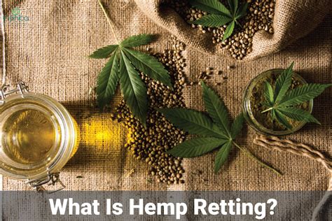 What Enzymes Are Used For Hemp Retting | Infinita Biotech