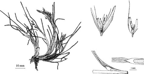 Fig. +. Deschampsia antarctica DESV (H. Galera). | Download Scientific ...