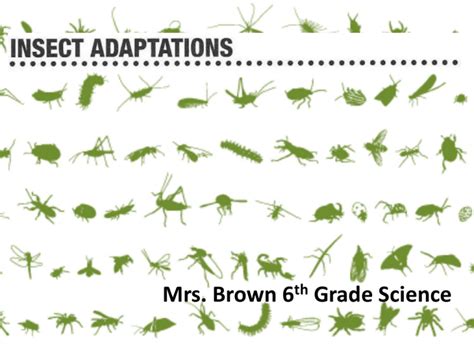 Insect Adaptations - Perry Local Schools