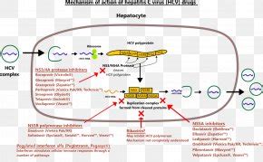 Efavirenz Mechanism Of Action Pharmaceutical Drug Management Of HIV/AIDS Nevirapine, PNG ...