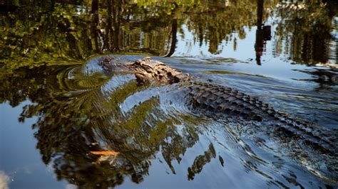 Okefenokee Swamp Animals