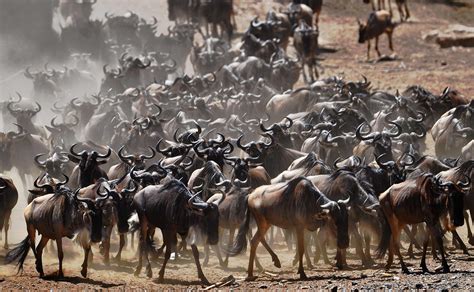 Annual Great Wildebeest Migration in Kenya