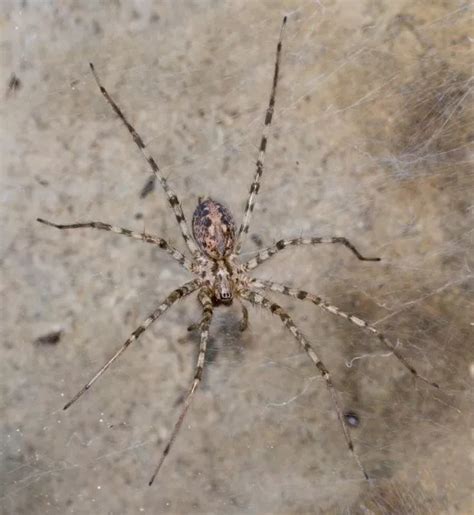 The 14 dangerous UK spiders invading our homes and capable of biting humans - YorkshireLive