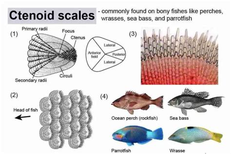 Fish Scales: Types, Functions And Uses - Fish Article