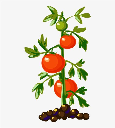 tomato plant clip art 10 free Cliparts | Download images on Clipground 2024