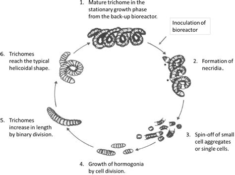 Figure 1 from Morphology and Growth of Arthrospira platensis during ...