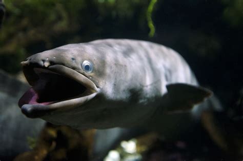 The New Zealand Longfin Eel — The World’s Largest Eel