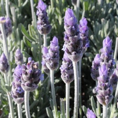 English, French and Spanish Lavender - Palmers Garden Centre