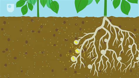 nitrogen fixation | Definition, Process, Examples, Types, & Facts ...