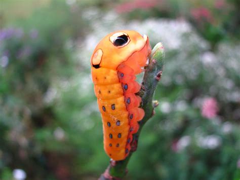 Spicebush Swallowtail Caterpillar (late instar) (Papilio troilus) at Powdermill Nature Reserve ...