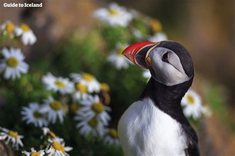 Wildlife and Animals in Iceland | Guide to Iceland