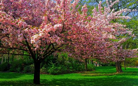 Spring Blossom: Stunning Pink Flower Tree HD Wallpaper