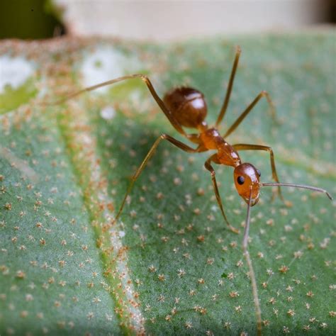 How do yellow crazy ants spread? | Ant species, Ants, Insect art