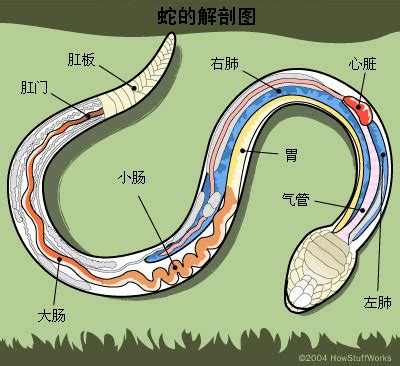 蛇有心脏吗？_百度知道