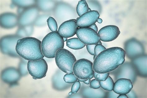 Saccharomyces Cerevisiae Yeast Stock Illustration - Illustration of ...