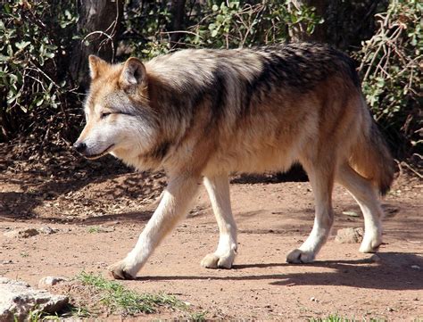 Lobo gris mexicano (Canis lupus baileyi) - Características, hábitat y costumbres (con FOTOS)