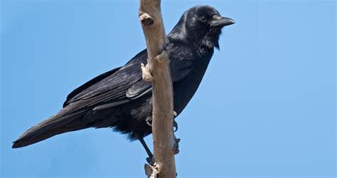 American Crow Sounds, All About Birds, Cornell Lab of Ornithology