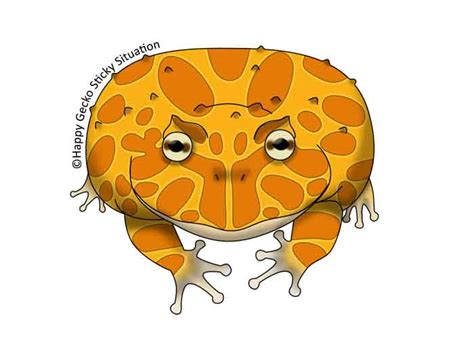 Albino Pacman Frog by beachgecko on DeviantArt