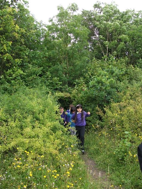 Ashford Oaks Primary School visit - Kent Heritage Trees Project