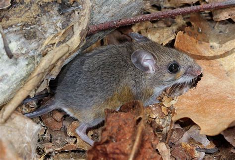 Peromyscus | Idaho Fish and Game