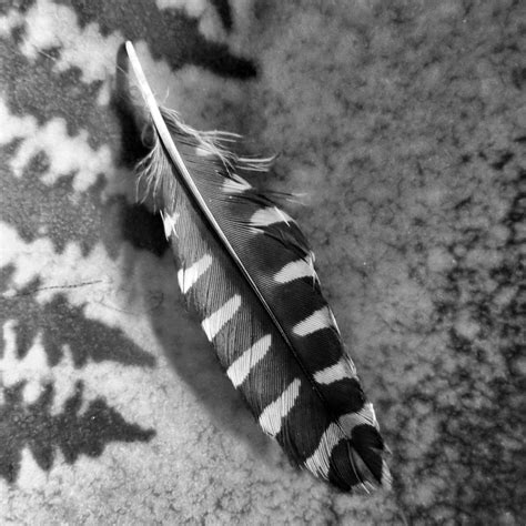 Woodpecker Feather Photograph by Patricia Januszkiewicz