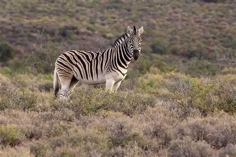 Animals That Live in Ghana - WorldAtlas