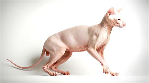 Bald Cat Breeds - Cat Choices