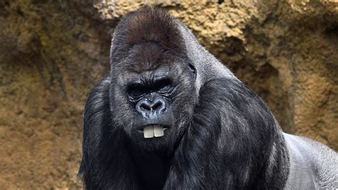 Heartbreaking: This Buck-Toothed Gorilla Is Too Dumb-Looking To Ever ...